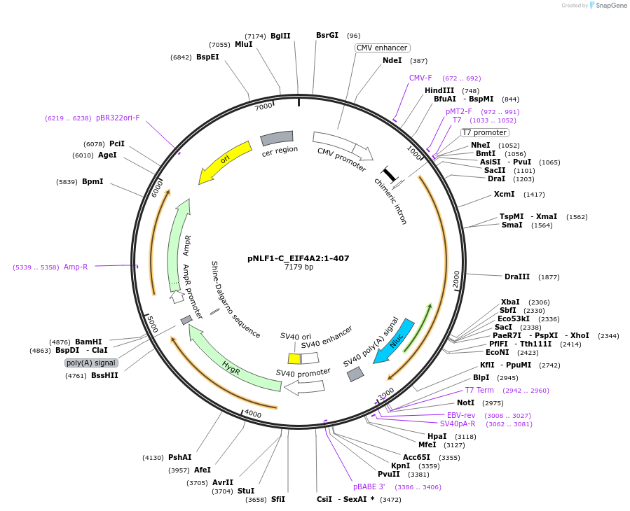 211092-plasmid-map-sequence-id-425970