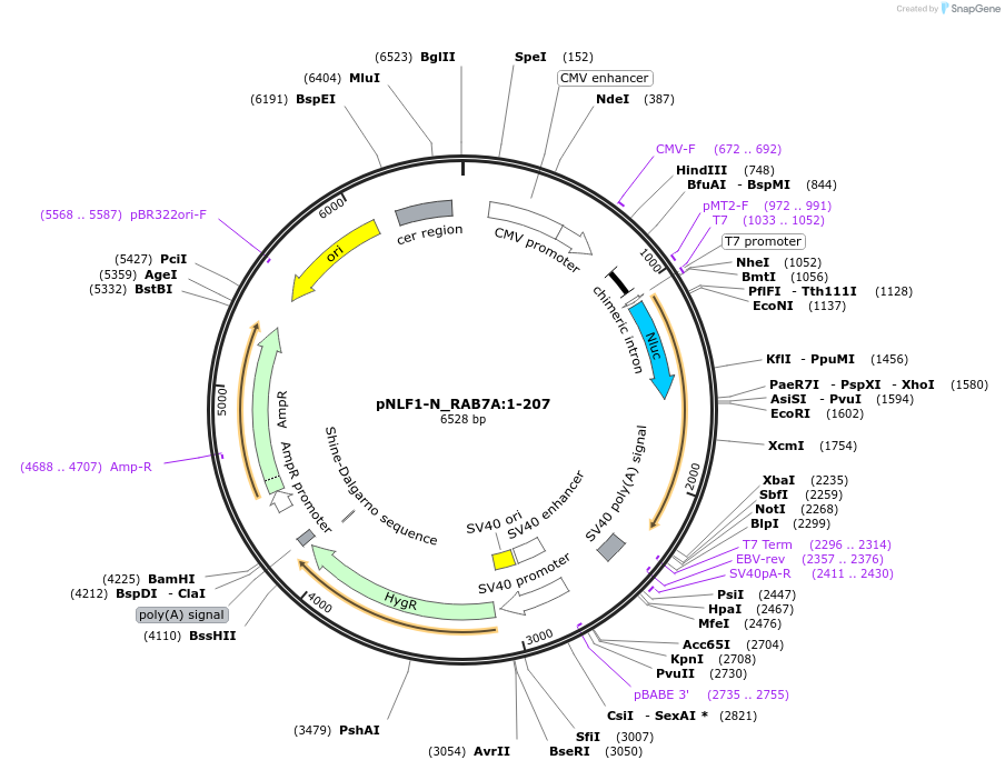 211097-plasmid-map-sequence-id-425979
