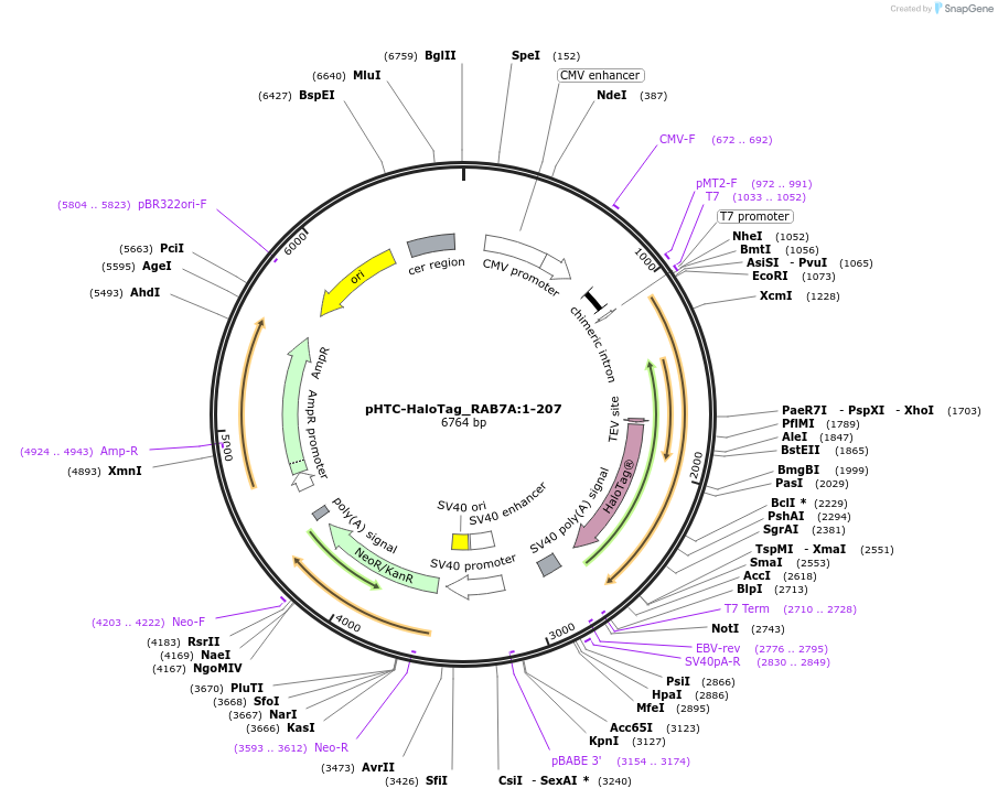 211096-plasmid-map-sequence-id-425980