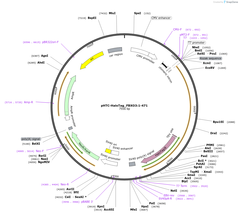 211072-plasmid-map-sequence-id-425989