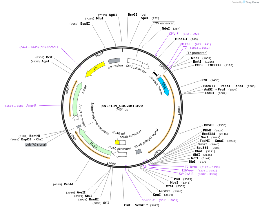 211058-plasmid-map-sequence-id-425993