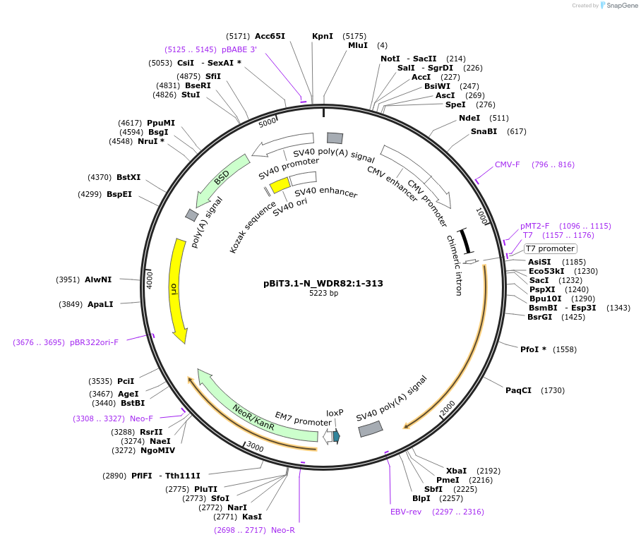 211117-plasmid-map-sequence-id-426000