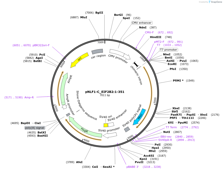 211083-plasmid-map-sequence-id-426005