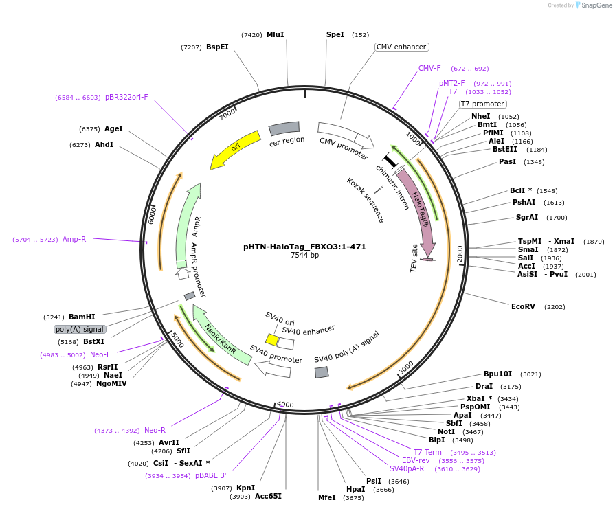 211071-plasmid-map-sequence-id-426006