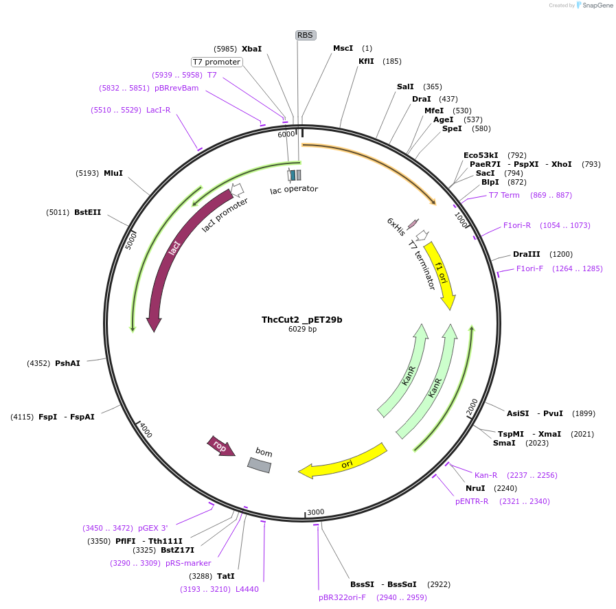215430-plasmid-map-sequence-id-426026