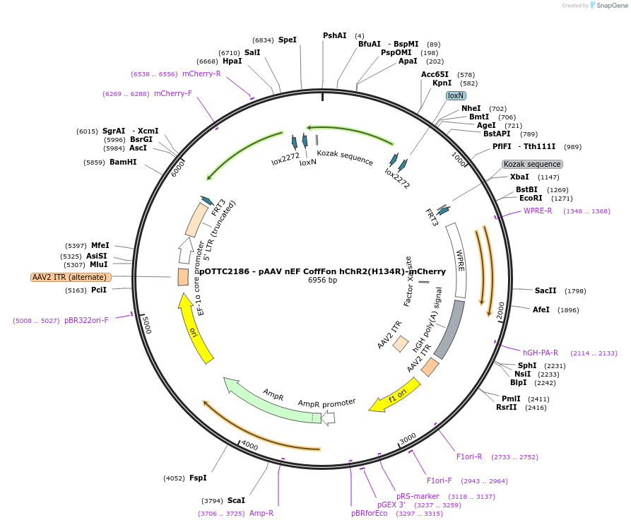 202547-plasmid-map-sequence-id-426027