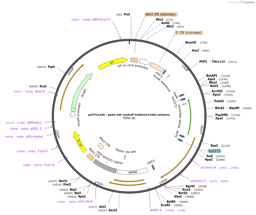 202546-plasmid-map-sequence-id-426028