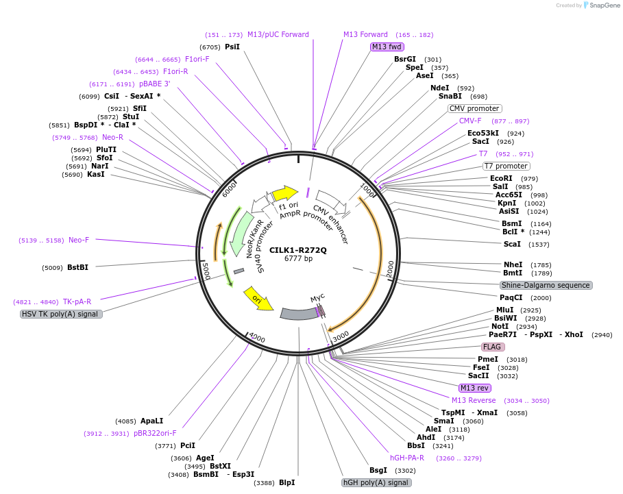 214911-plasmid-map-sequence-id-426035
