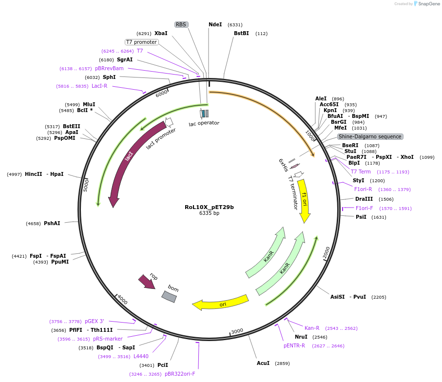 215427-plasmid-map-sequence-id-426036