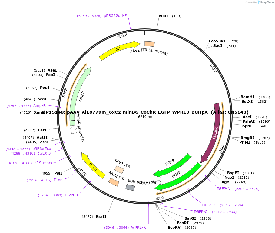 214870-plasmid-map-sequence-id-426040
