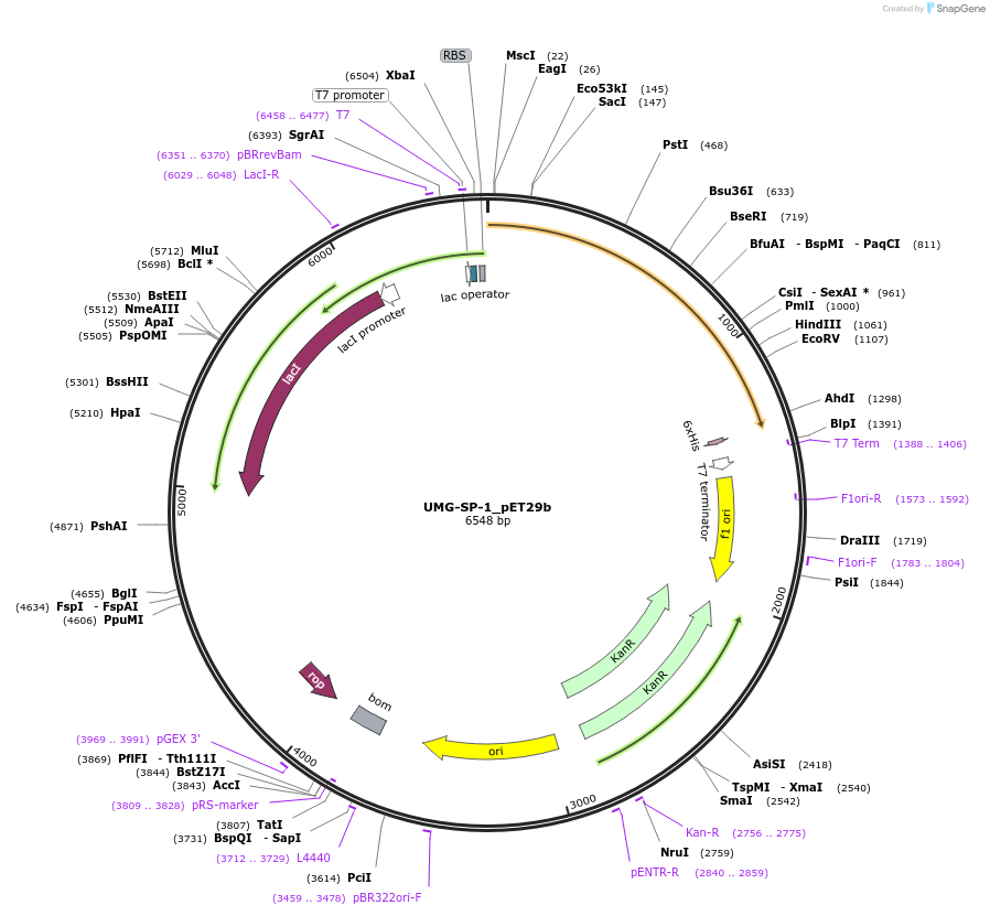 215433-plasmid-map-sequence-id-426041
