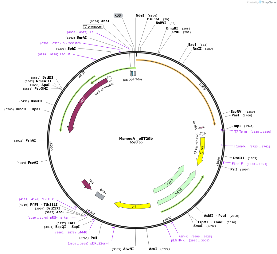 215411-plasmid-map-sequence-id-426043