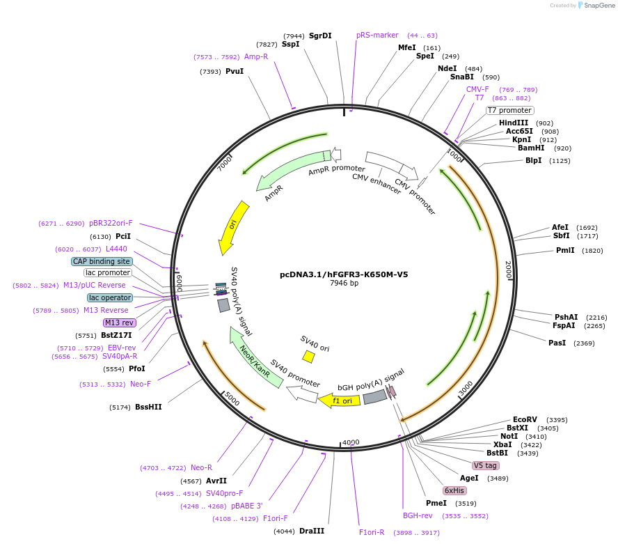 214909-plasmid-map-sequence-id-426045