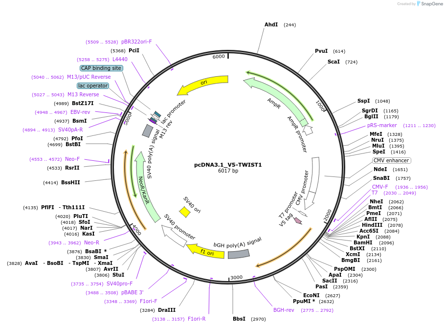 215030-plasmid-map-sequence-id-426049