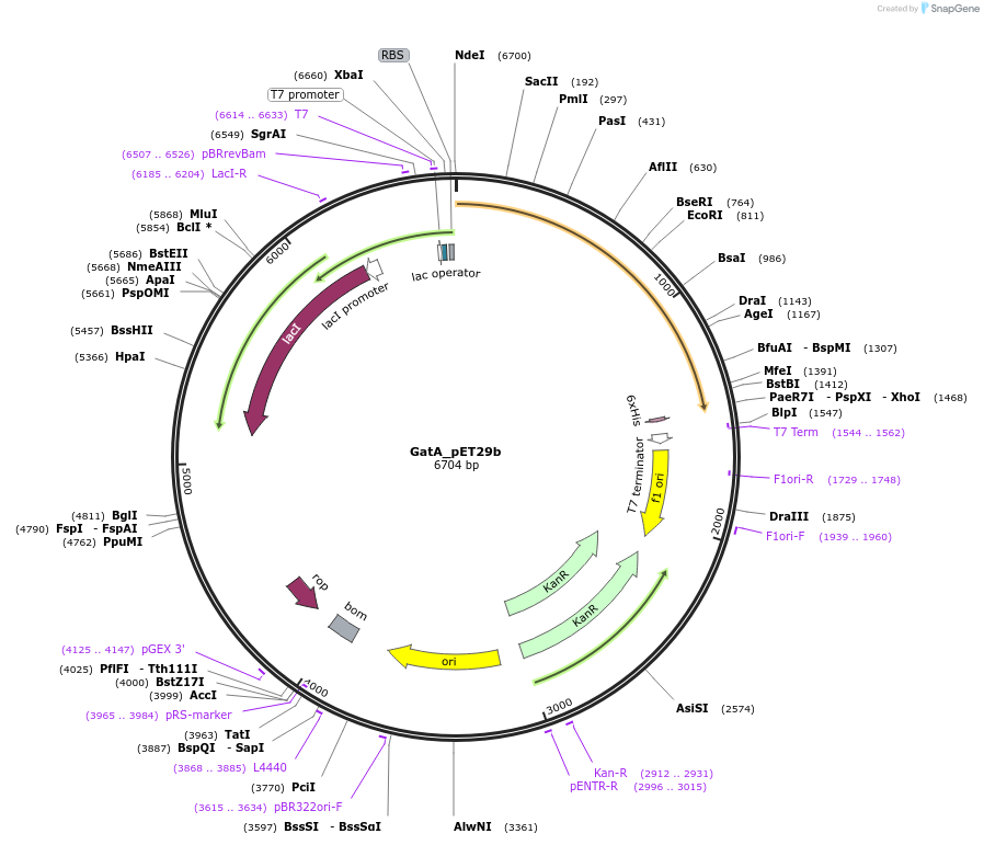 215406-plasmid-map-sequence-id-426050