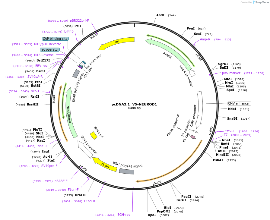 215031-plasmid-map-sequence-id-426052