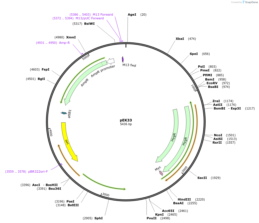 214945-plasmid-map-sequence-id-426055