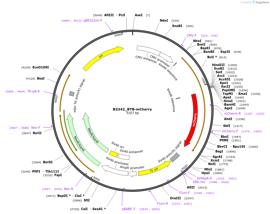 215095-plasmid-map-sequence-id-426058