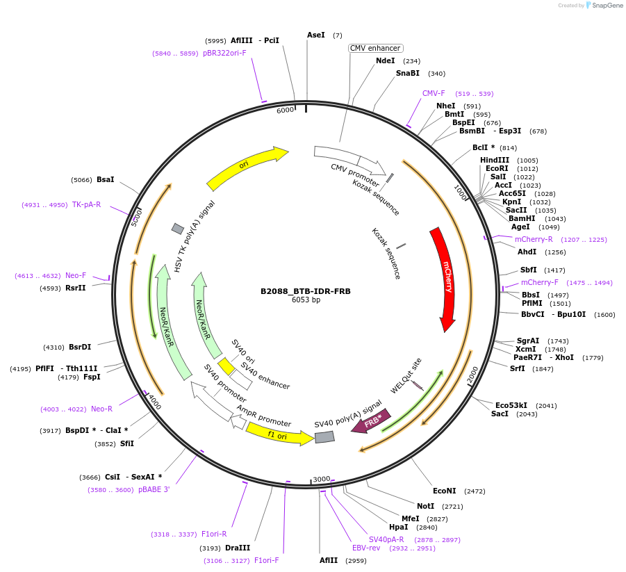 215101-plasmid-map-sequence-id-426059