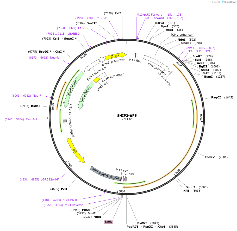 214901-plasmid-map-sequence-id-426068