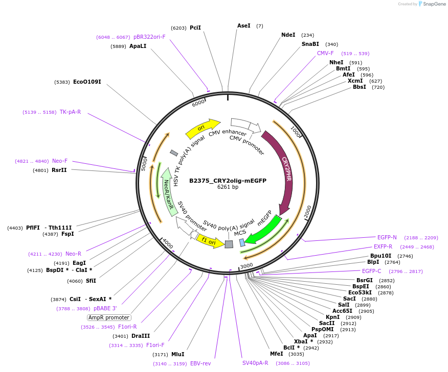 215109-plasmid-map-sequence-id-426073