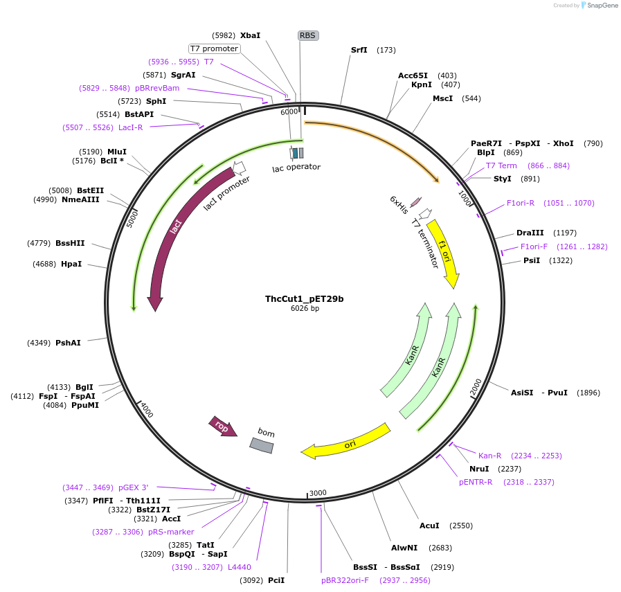 215429-plasmid-map-sequence-id-426074