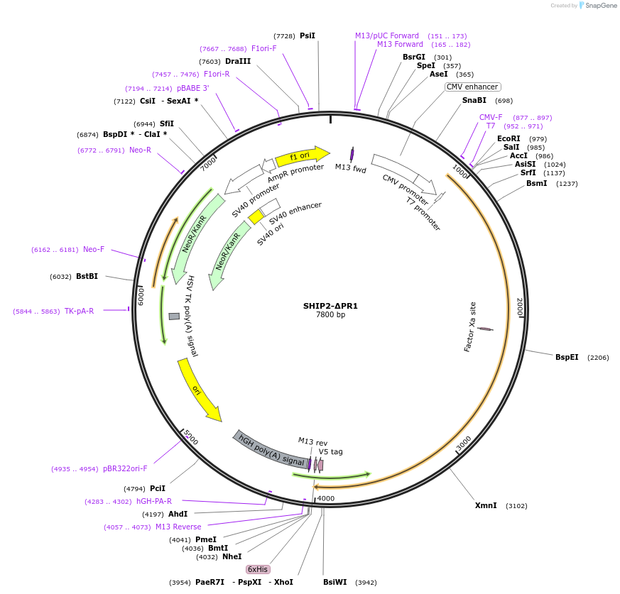 214902-plasmid-map-sequence-id-426078