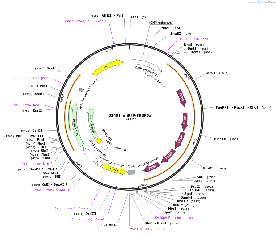 215118-plasmid-map-sequence-id-426081