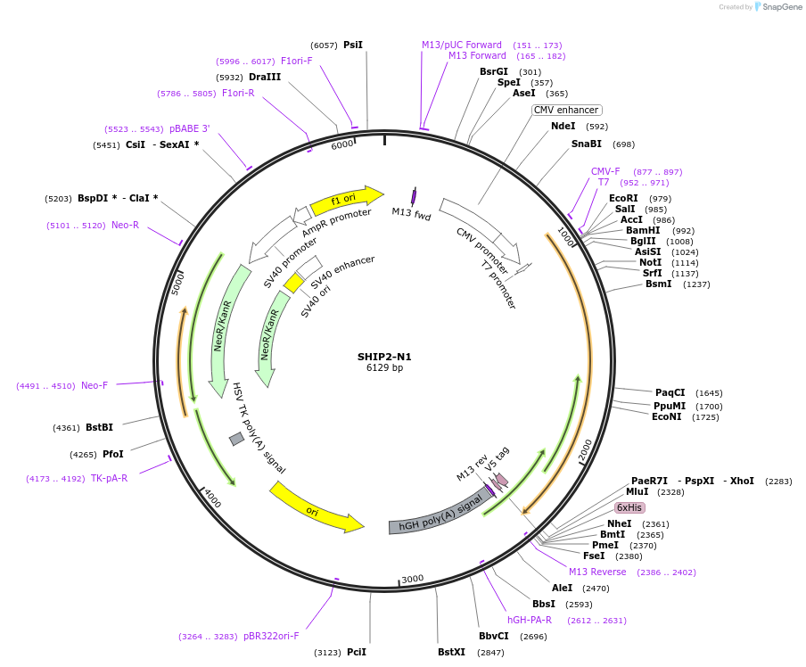 214903-plasmid-map-sequence-id-426085
