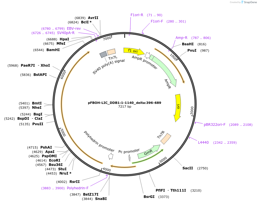 210897-plasmid-map-sequence-id-426088