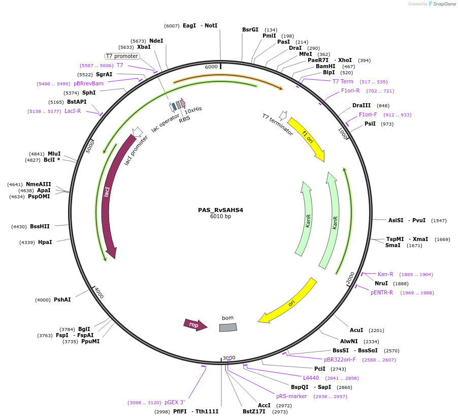 215646-plasmid-map-sequence-id-426091