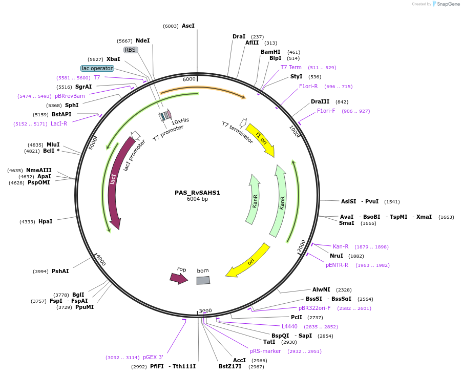 215645-plasmid-map-sequence-id-426092
