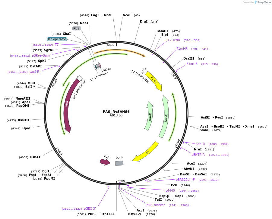 215647-plasmid-map-sequence-id-426094
