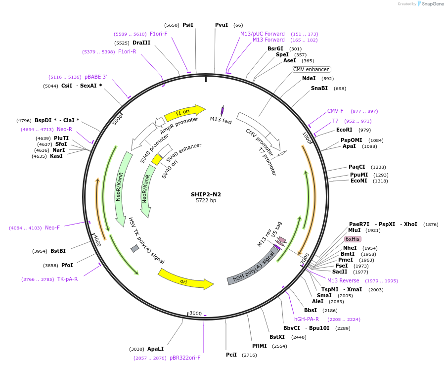 214904-plasmid-map-sequence-id-426096