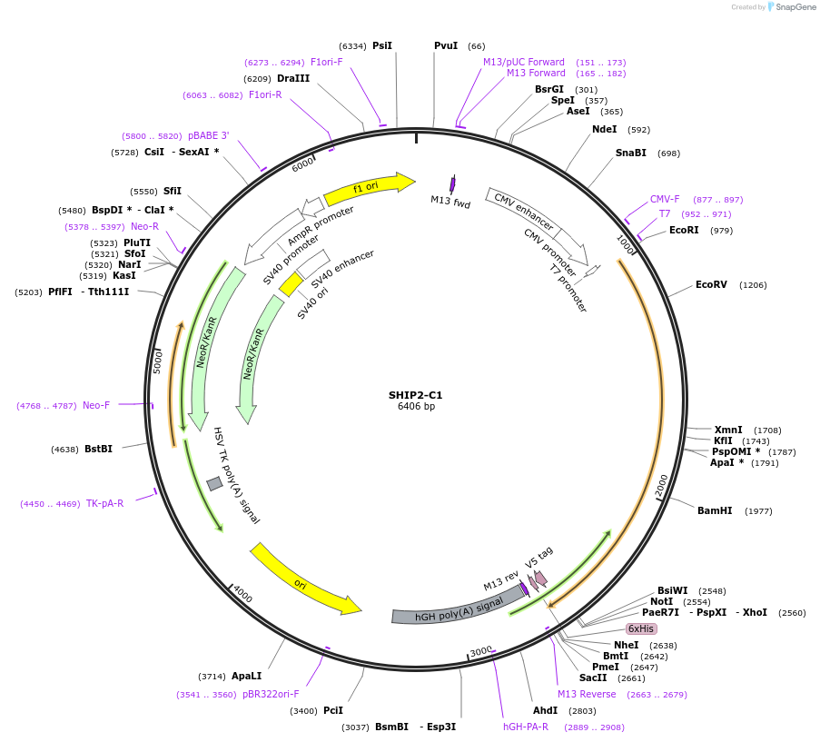 214905-plasmid-map-sequence-id-426097