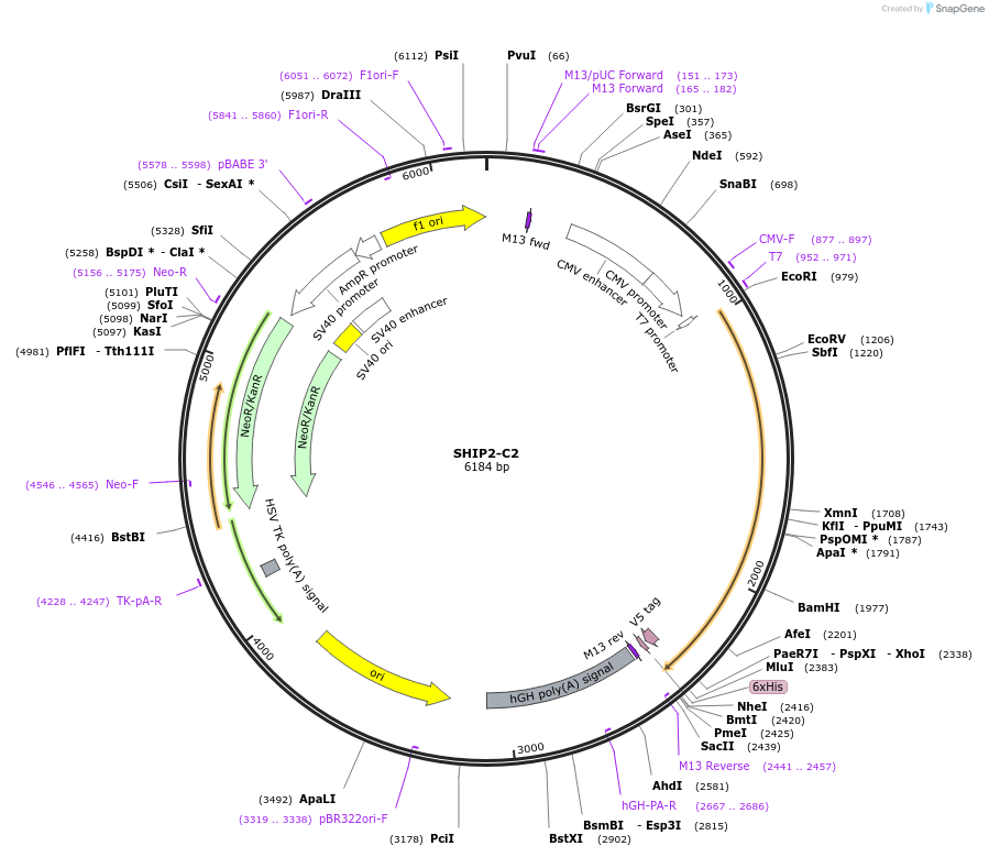214906-plasmid-map-sequence-id-426098