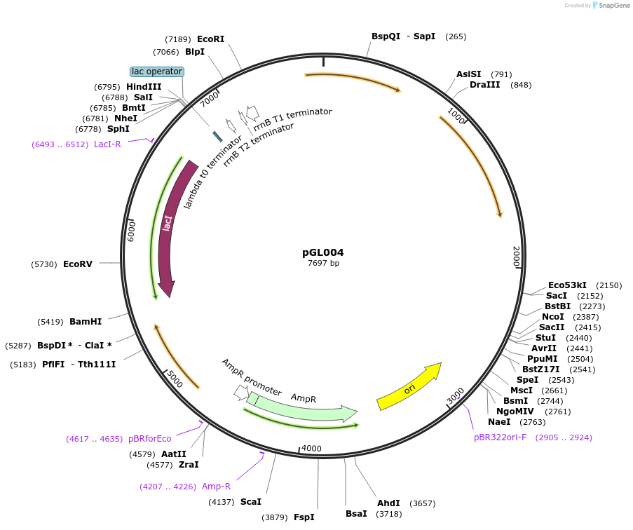 215336-plasmid-map-sequence-id-426101