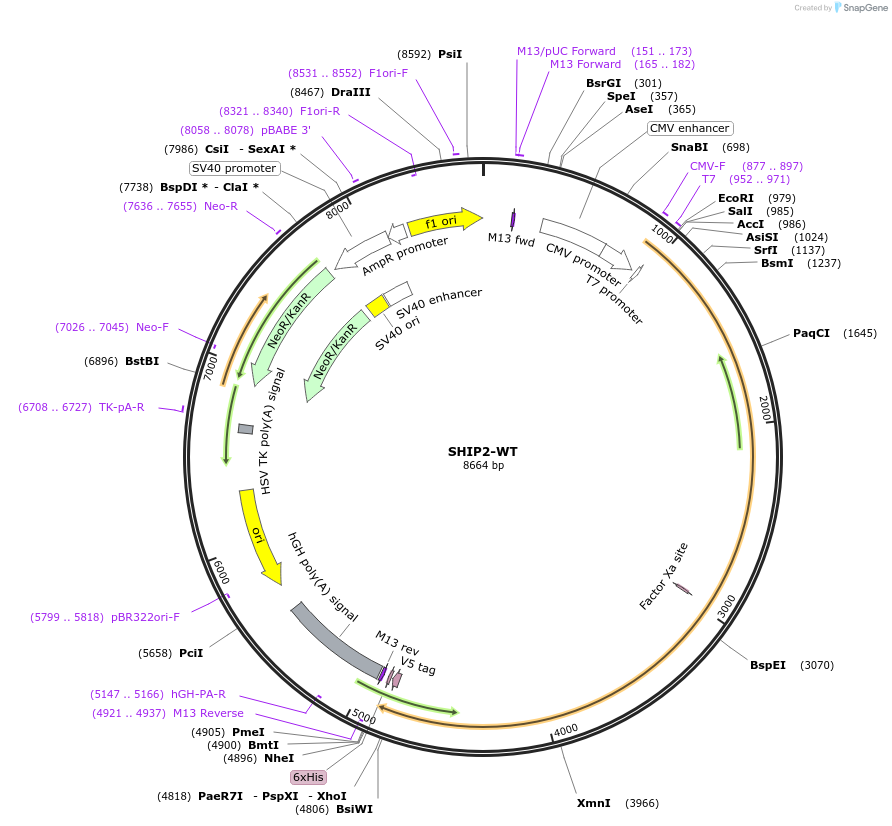 214907-plasmid-map-sequence-id-426103
