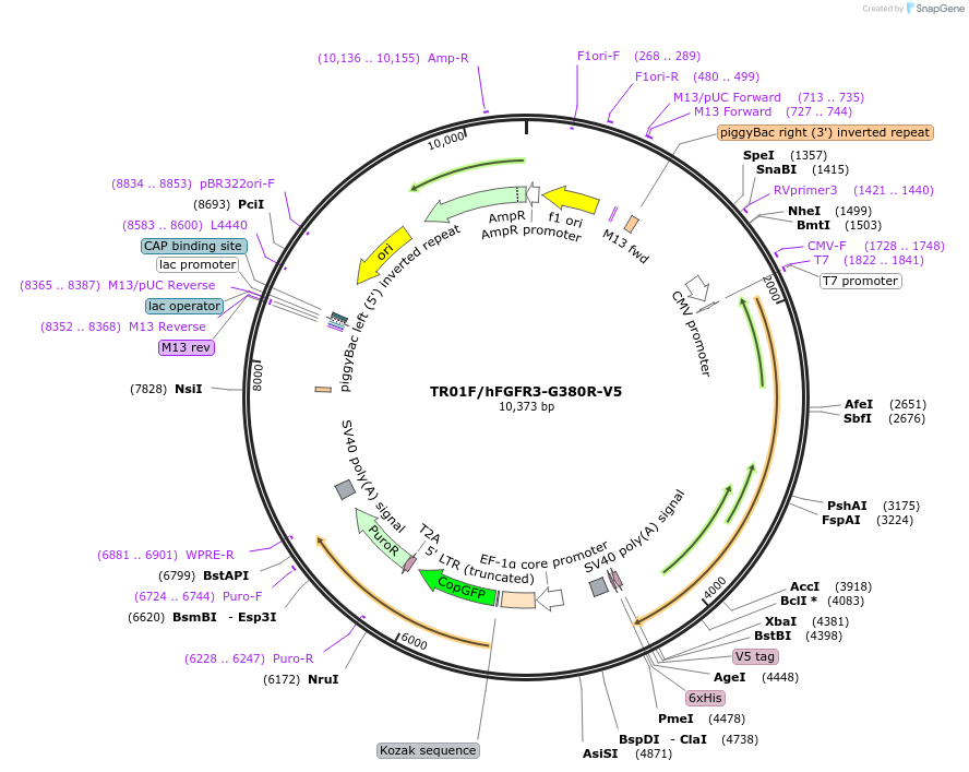 214908-plasmid-map-sequence-id-426112