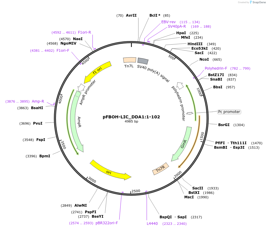 210902-plasmid-map-sequence-id-426131