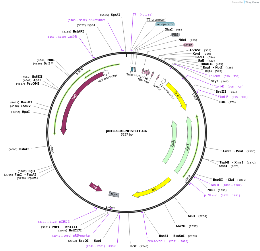 215791-plasmid-map-sequence-id-426132
