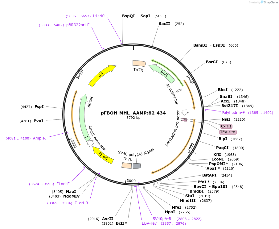 210904-plasmid-map-sequence-id-426135