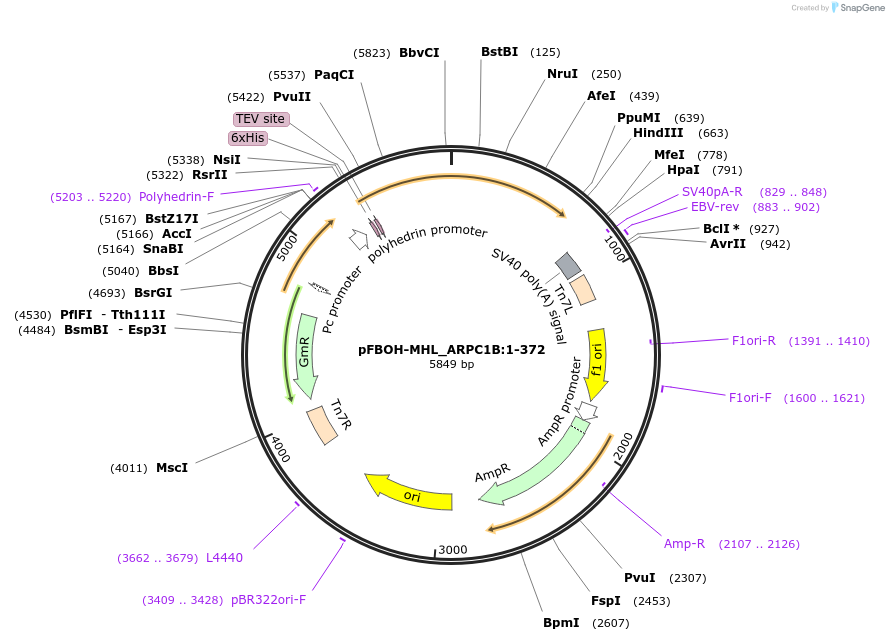 210905-plasmid-map-sequence-id-426138