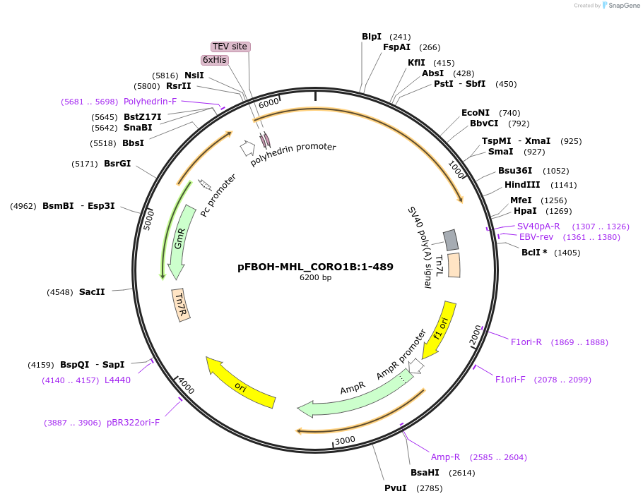 210906-plasmid-map-sequence-id-426139