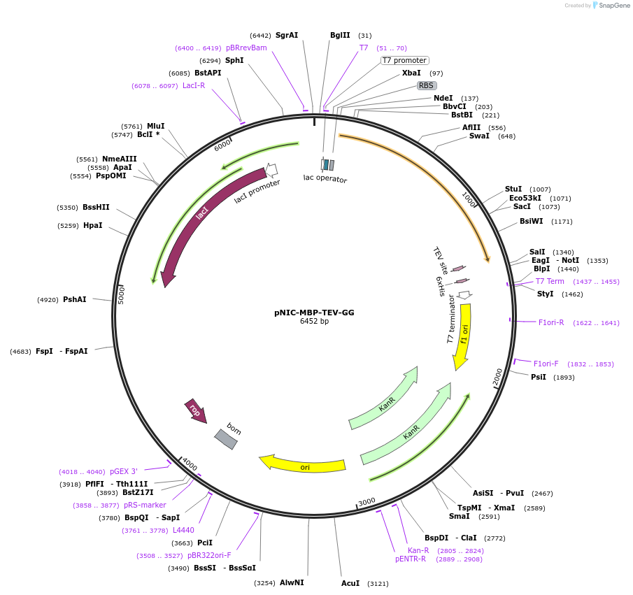 215794-plasmid-map-sequence-id-426144