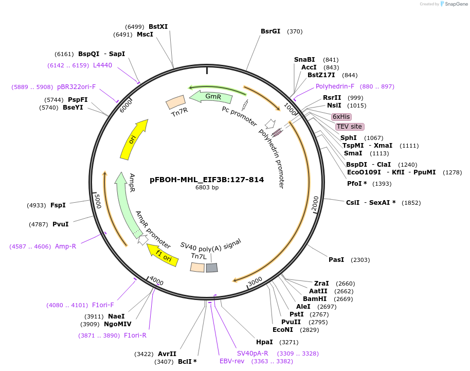 210909-plasmid-map-sequence-id-426146