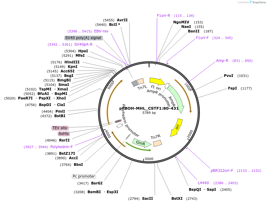 210912-plasmid-map-sequence-id-426149