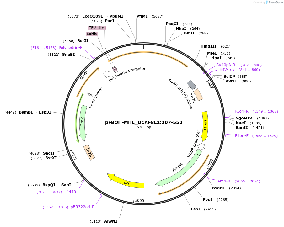 210913-plasmid-map-sequence-id-426150