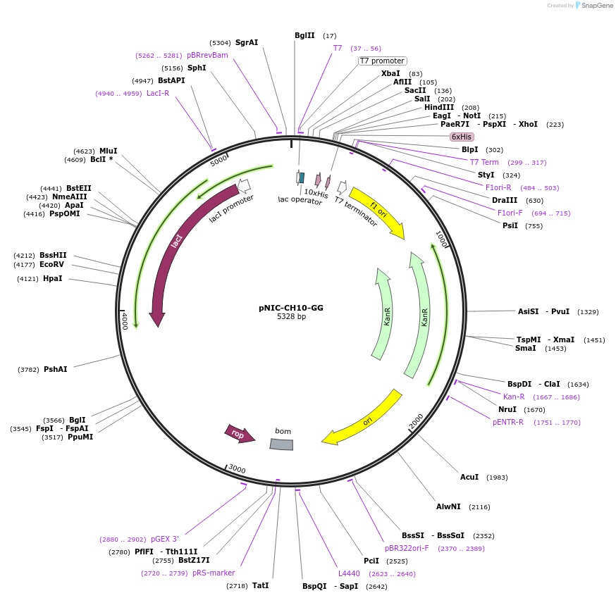 215807-plasmid-map-sequence-id-426157