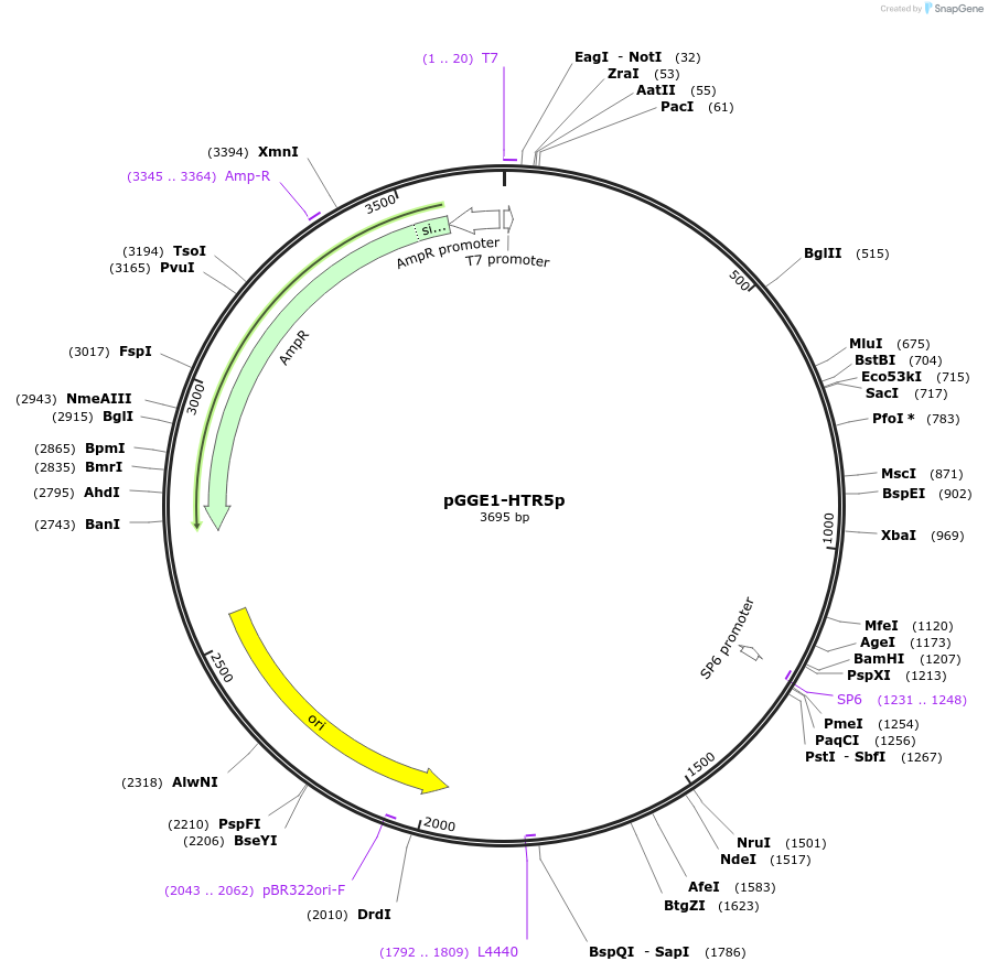 210542-plasmid-map-sequence-id-426175
